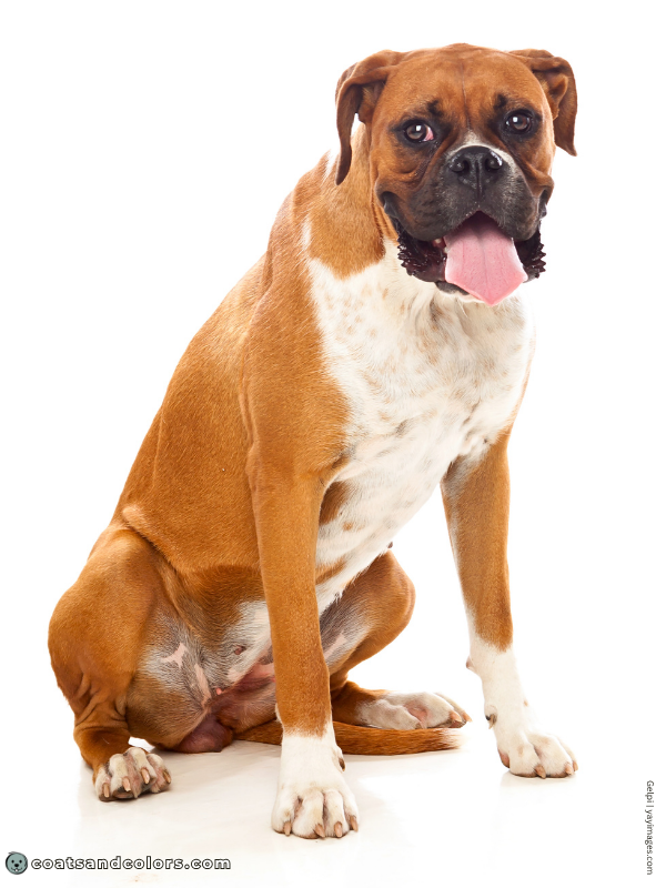 coatsandcolors.com Boxer Colors flashy fawn 3b