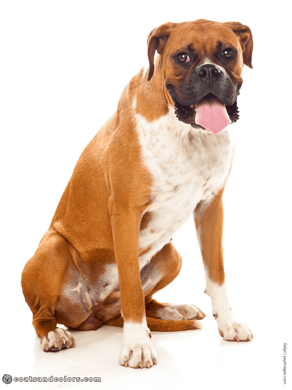 coatsandcolors.com Boxer Colors flashy fawn 3b
