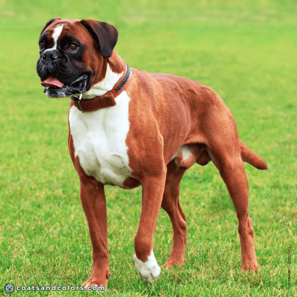 coatsandcolors.com Boxer Colors intense red