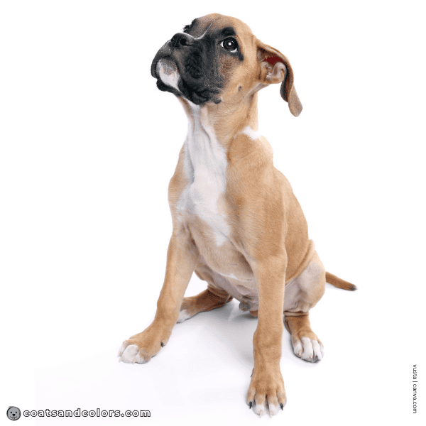 coatsandcolors.com Boxer Colors intensity light fawn