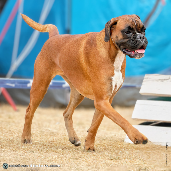 coatsandcolors.com Boxer Colors plain white patch