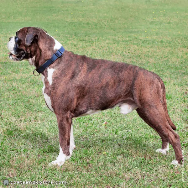 coatsandcolors.com Boxer Colors red brindle 1