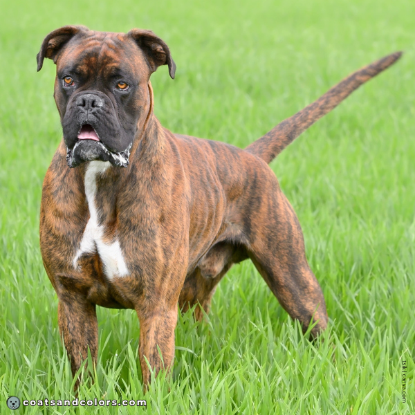 coatsandcolors.com Boxer Colors red brindle