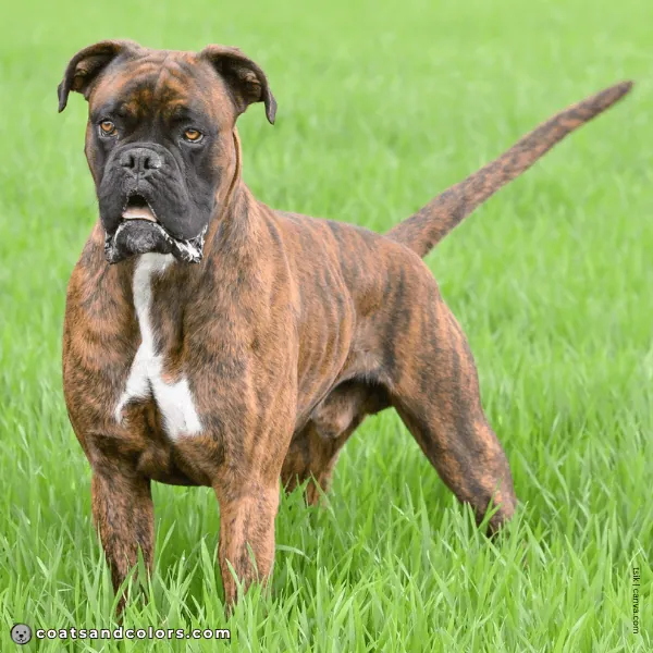 coatsandcolors.com Boxer Colors red brindle