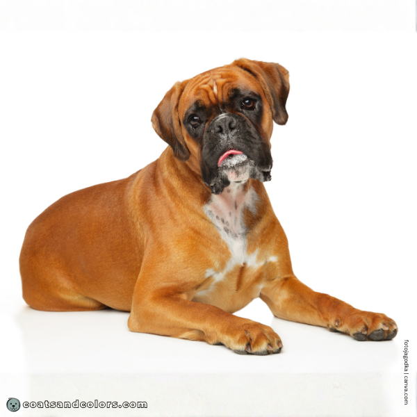coatsandcolors.com Boxer Colors red fawn