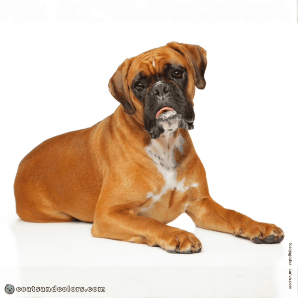 coatsandcolors.com Boxer Colors red fawn