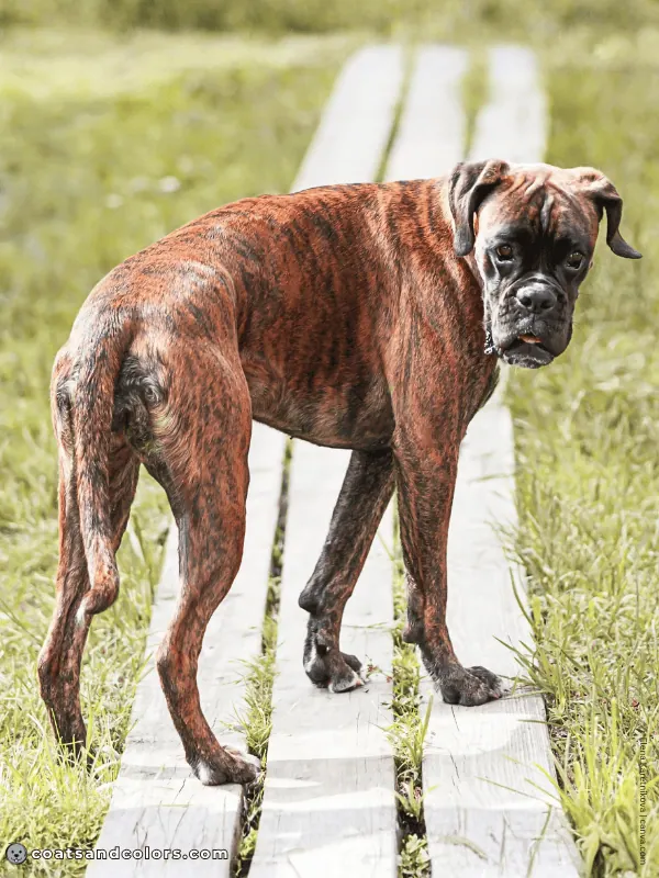 coatsandcolors.com Boxer Colors solid brindle