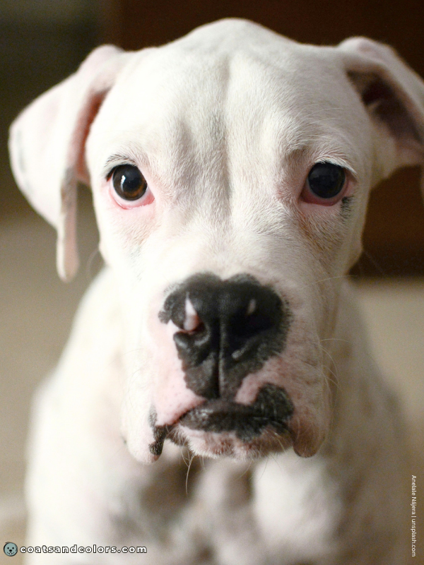 coatsandcolors.com Boxer Colors solid white 1