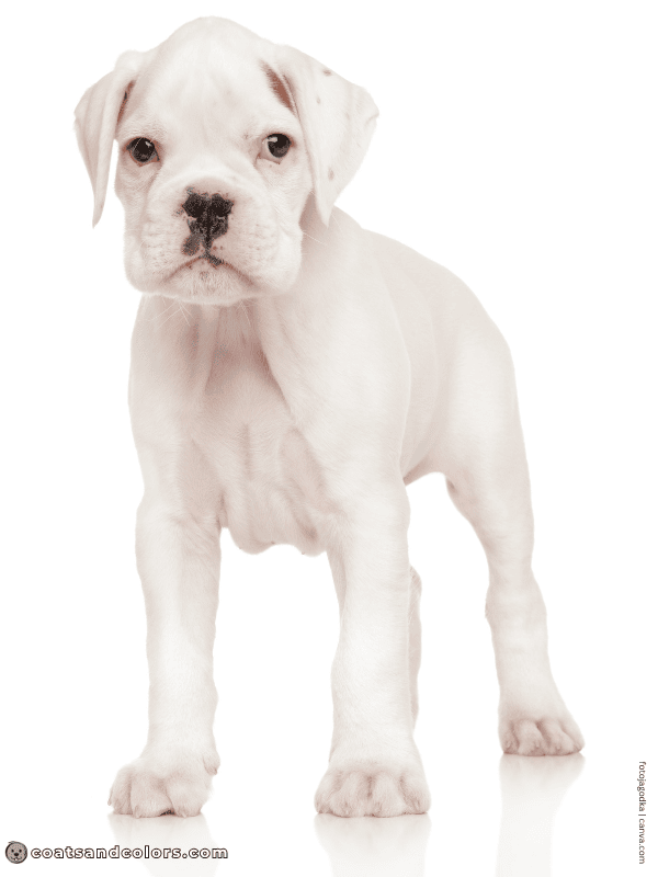 coatsandcolors.com Boxer Colors solid white puppy