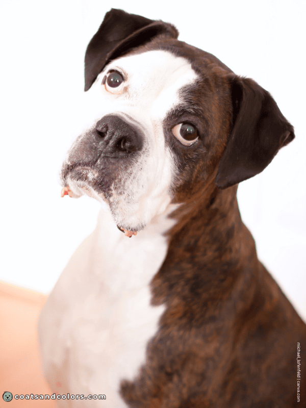 coatsandcolors.com Boxer Colors whitehead 1