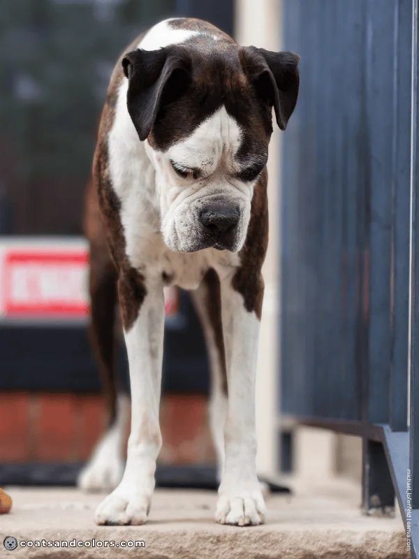 coatsandcolors.com Boxer Colors whitehead 2
