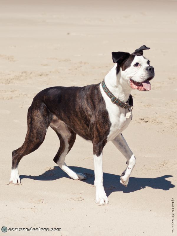 coatsandcolors.com Boxer Colors whitehead 3b