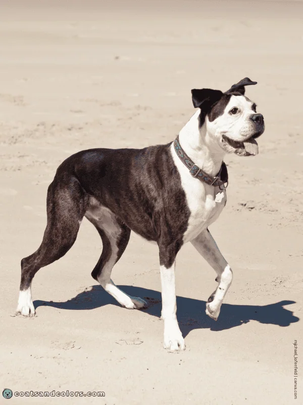 coatsandcolors.com Boxer Colors whitehead 3b