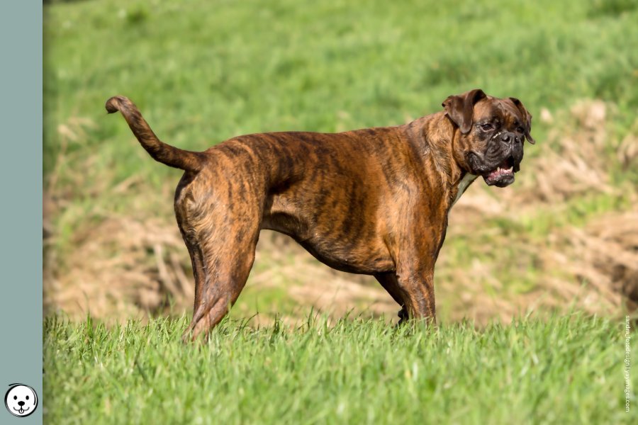 coatsandcolors.com Boxer colors 900x600 1