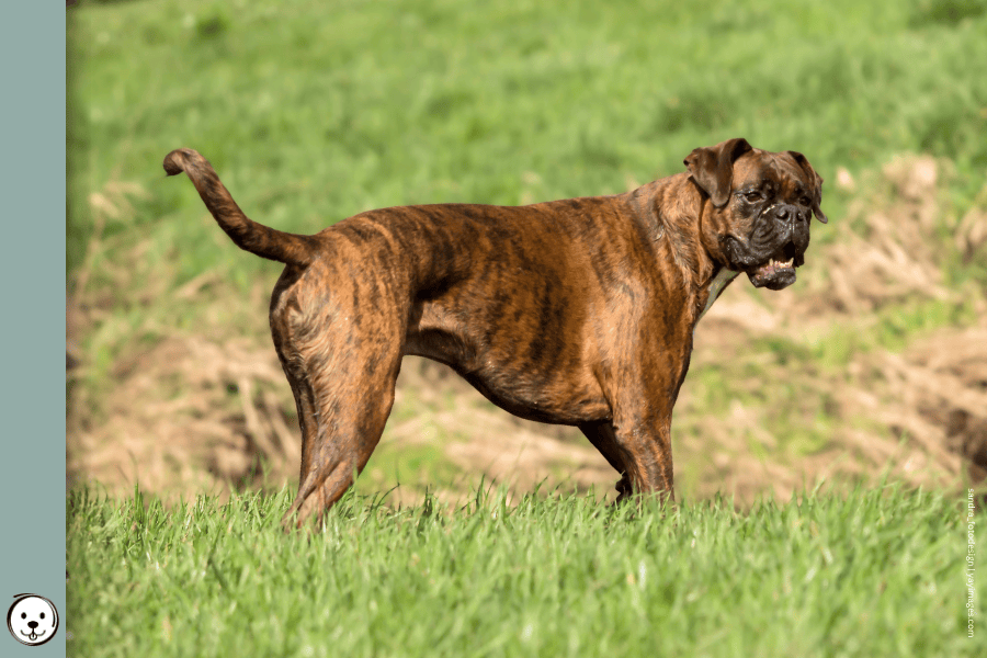 coatsandcolors.com Boxer colors 900x600 1
