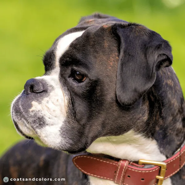 coatsandcolors.com Boxer colors black maks 1