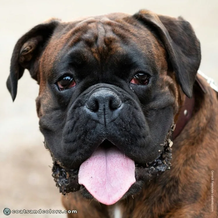 coatsandcolors.com Boxer colors black nose