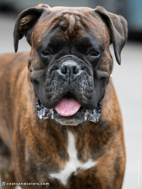 coatsandcolors.com Boxer colors brindle 1