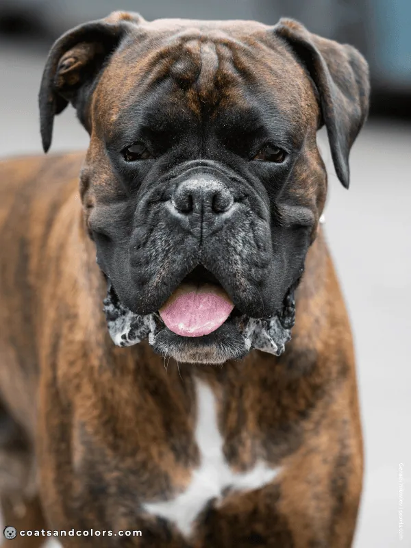 coatsandcolors.com Boxer colors brindle 1