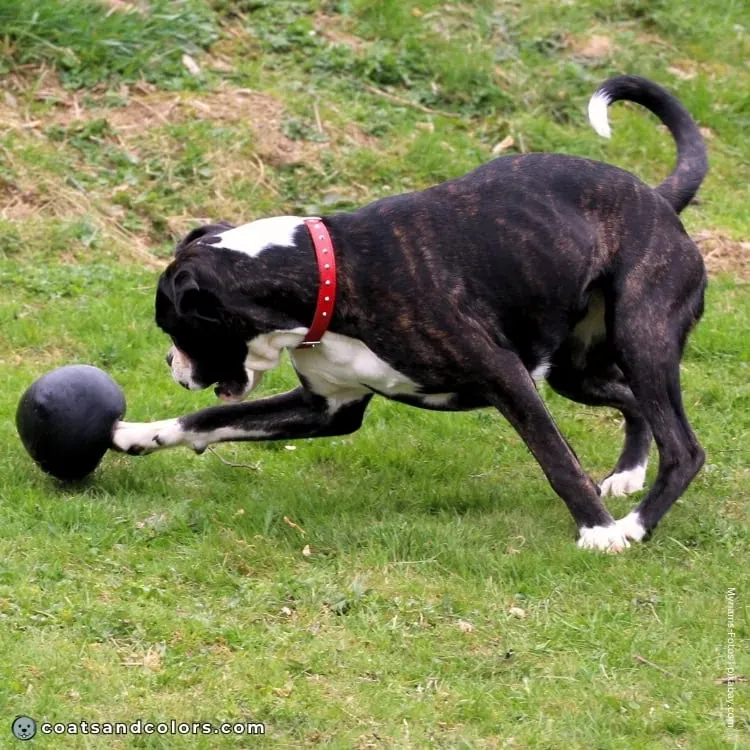 coatsandcolors.com Boxer colors brindle density 3