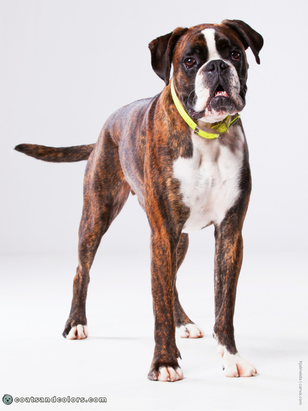 coatsandcolors.com Boxer colors brindle flashy