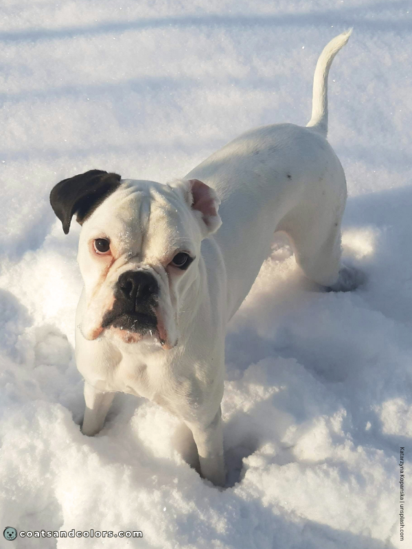 coatsandcolors.com Boxer colors check Boxer piebald 2