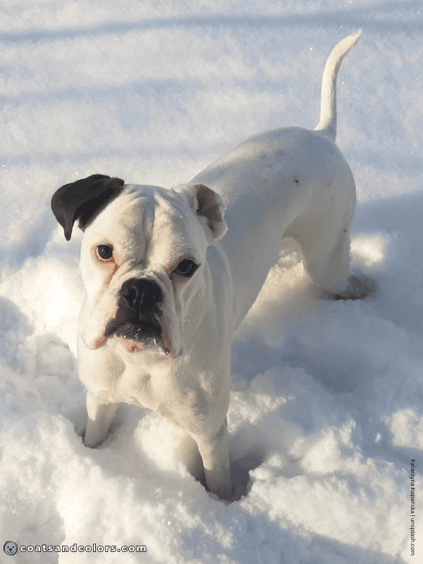 coatsandcolors.com Boxer colors check Boxer piebald 2