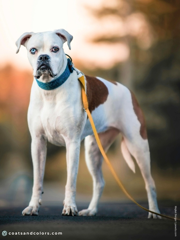 coatsandcolors.com Boxer colors check Boxer piebald
