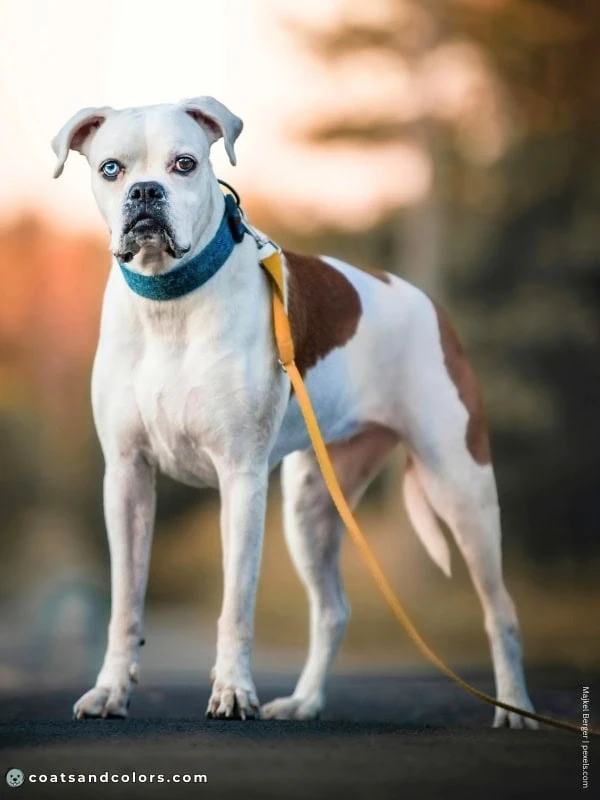 coatsandcolors.com Boxer colors check Boxer piebald