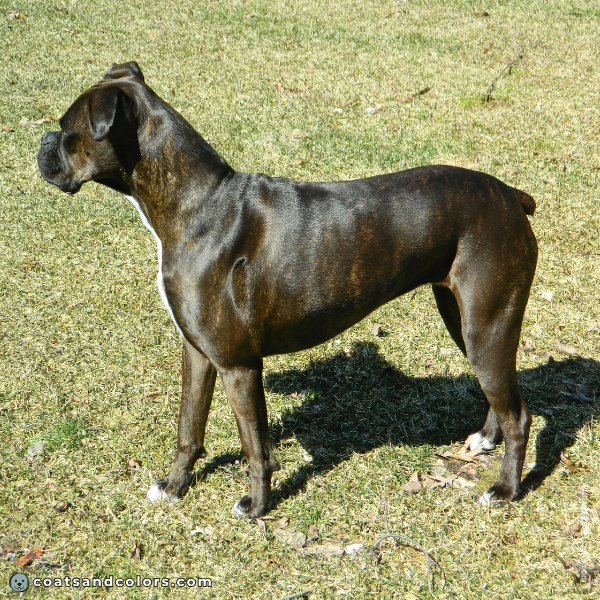 coatsandcolors.com Boxer colors dark seal brindle