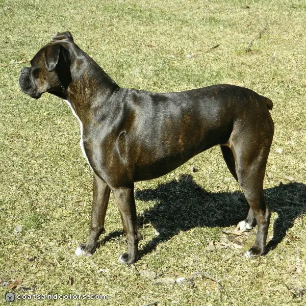 coatsandcolors.com Boxer colors dark seal brindle