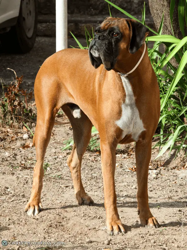 coatsandcolors.com Boxer colors fawn 2