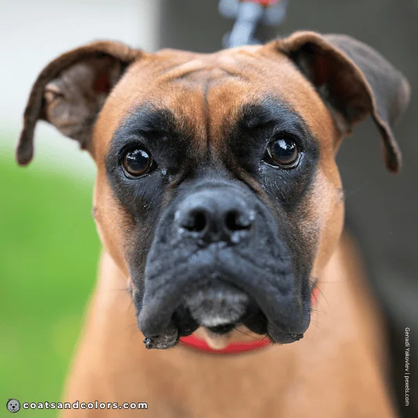 coatsandcolors.com Boxer colors fawn black mask