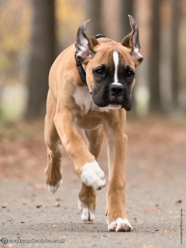 coatsandcolors.com Boxer colors fawn flashy