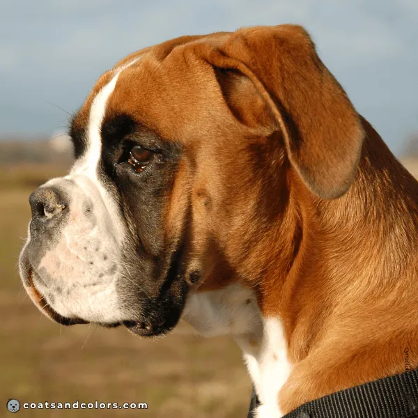 coatsandcolors.com Boxer colors fawn white black mask