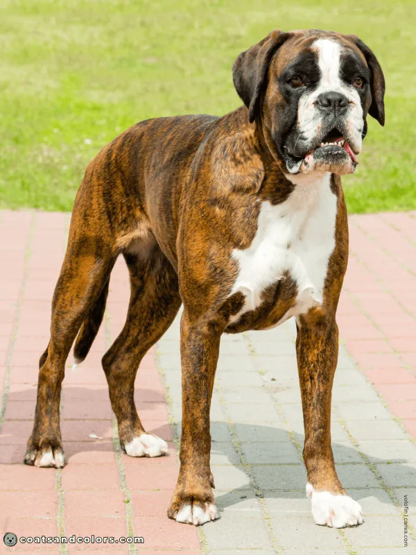 coatsandcolors.com Boxer colors flashy brindle 3