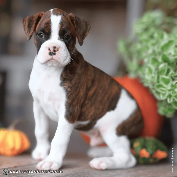 coatsandcolors.com Boxer colors flashy extended white