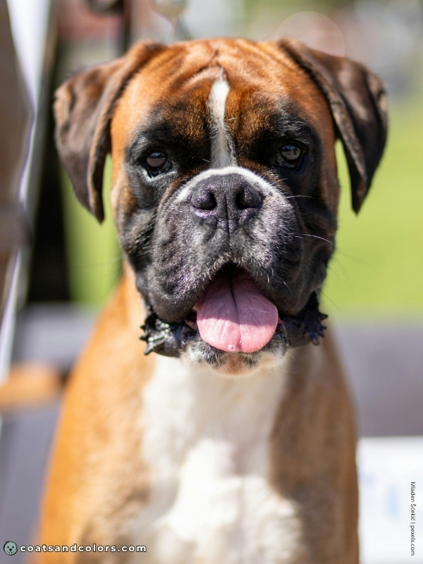 coatsandcolors.com Boxer colors flashy fawn white markings face