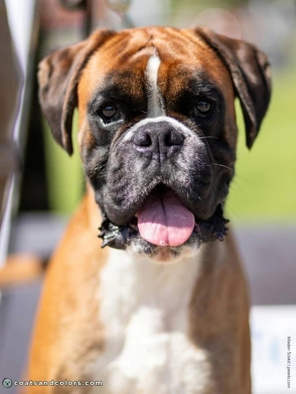 coatsandcolors.com Boxer colors flashy fawn white markings face