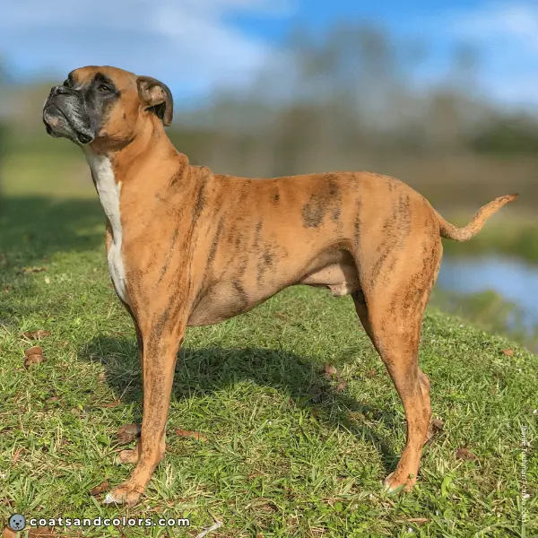 coatsandcolors.com Boxer colors minimal brindle