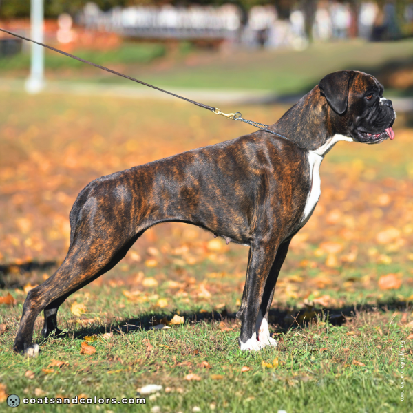 coatsandcolors.com Boxer colors minimal flashy