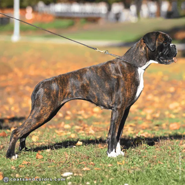 coatsandcolors.com Boxer colors minimal flashy