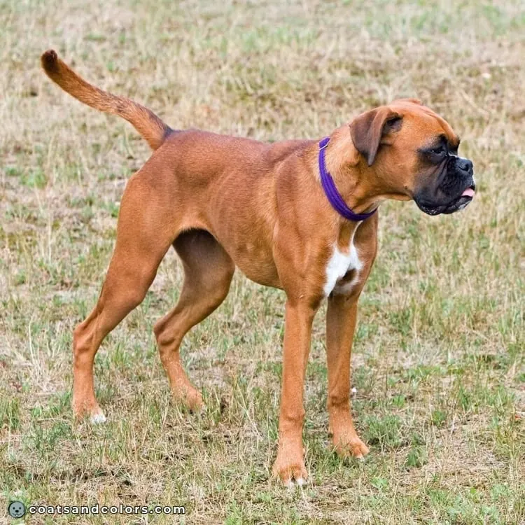 coatsandcolors.com Boxer colors minimal white