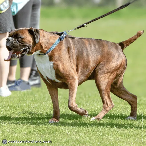 coatsandcolors.com Boxer colors seal brindle