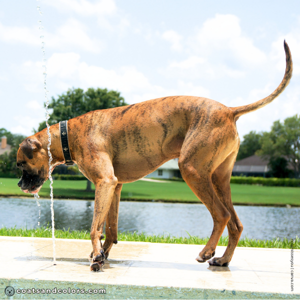 coatsandcolors.com Boxer colors sparse brindle