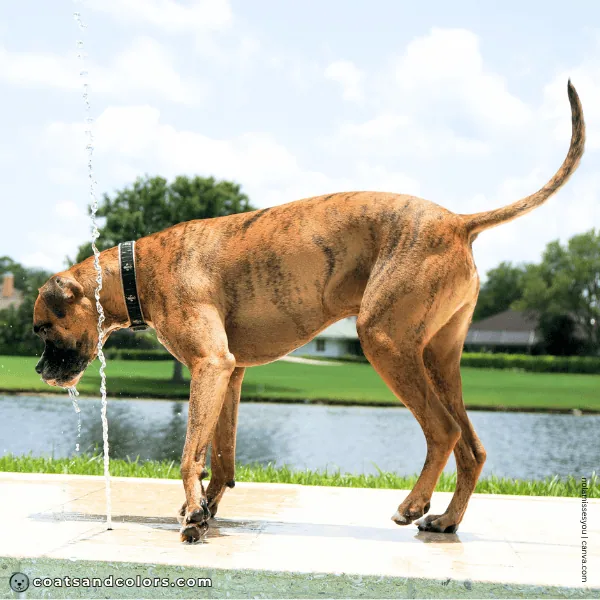 coatsandcolors.com Boxer colors sparse brindle