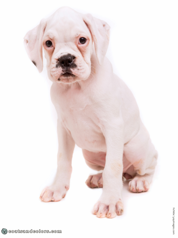 coatsandcolors.com Boxer colors white puppy sPsP