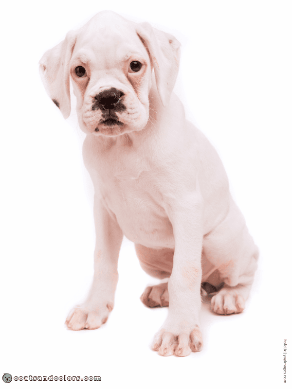 coatsandcolors.com Boxer colors white puppy sPsP