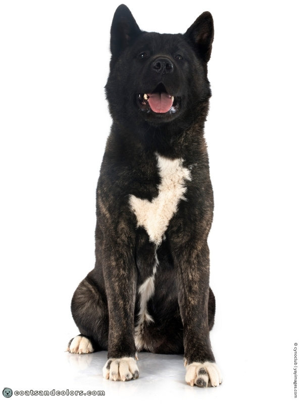 coatsandcolors.com Brindle American Akita black mask