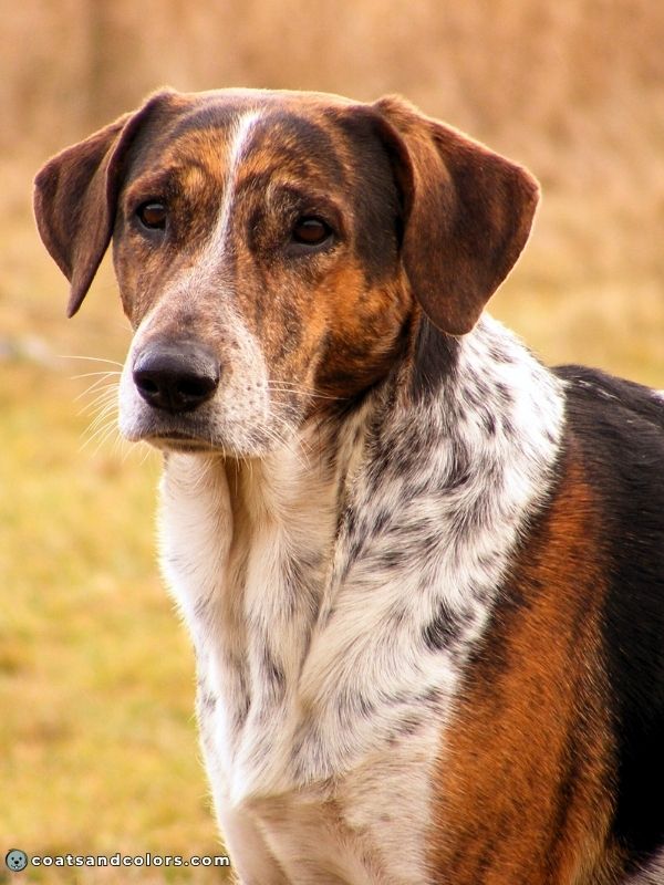 coatsandcolors.com Brindle Dogs Brindle Saddle Pattern creeping trindle